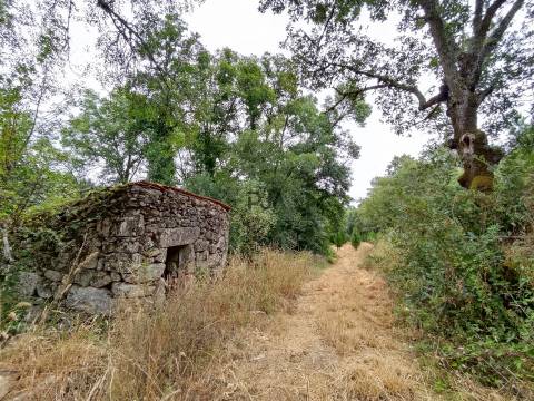 Quinta com 8ha em Penalva do Castelo