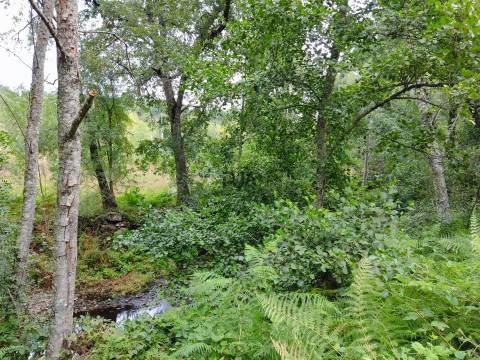 Quinta com 8ha em Penalva do Castelo