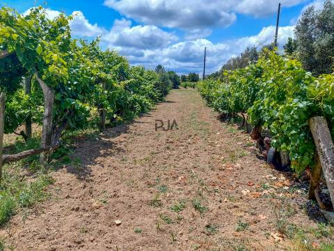 Moradia T5 em Sangemil, Penalva do Castelo