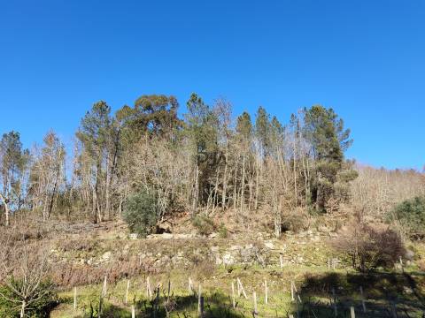Terreno com 5ha na Quinta da Silva