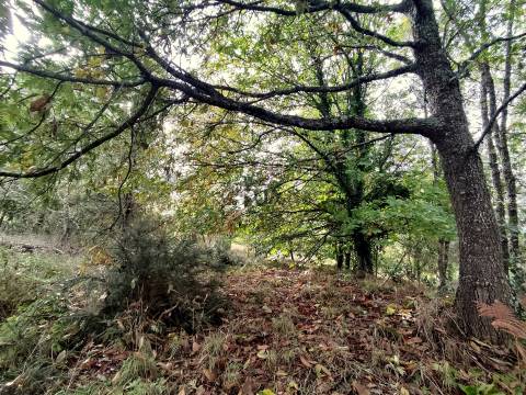 Quinta com 2ha em Aldeia das Posses