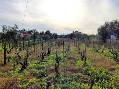 Terreno para construção com 1800m2 em Penalva do Castelo