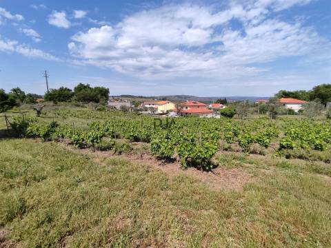 Quinta com 1,8ha em Sezures, Penalva do Castelo
