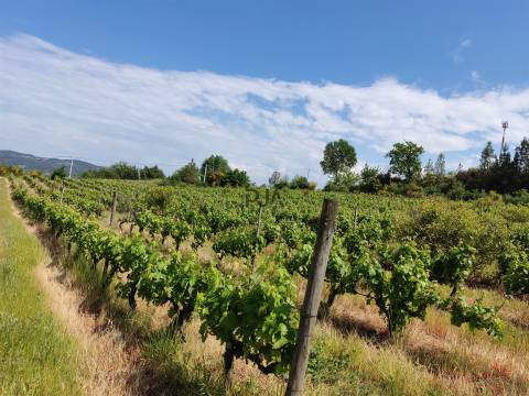 Quinta com 1,8ha em Sezures, Penalva do Castelo