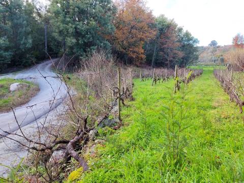 Terreno com viabilidade construtiva em Vila Corça