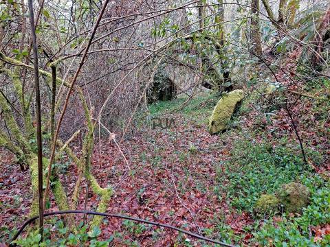 Moinho para recuperar em S. Pedro do Sul