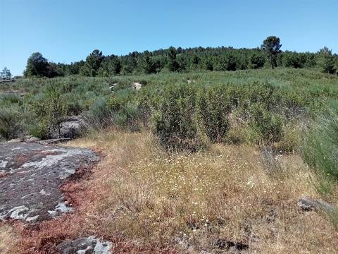 Terreno Rústico em Fornos de Algodres