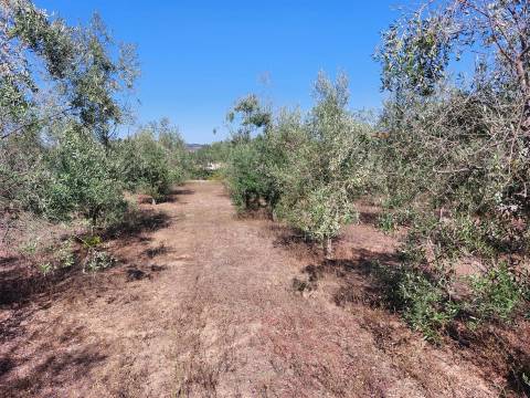 Moradia isolada T5 em Penalva do Castelo