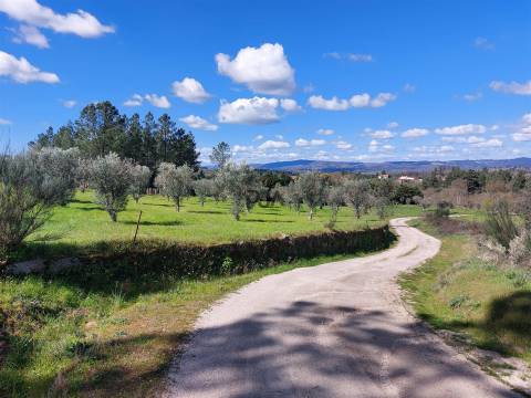 Quinta 1Ha em Vila Cortês da Serra