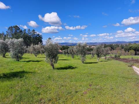 Quinta 1Ha em Vila Cortês da Serra