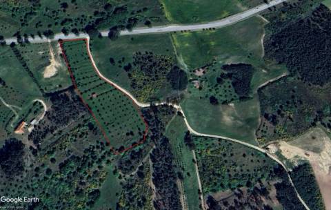 Quinta 1Ha em Vila Cortês da Serra