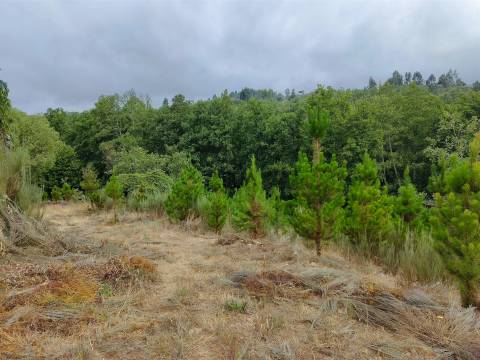 Quinta com 6ha em Penalva do Castelo