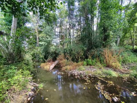 Quinta com 6ha em Penalva do Castelo
