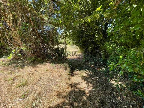 Terreno em Mangualde