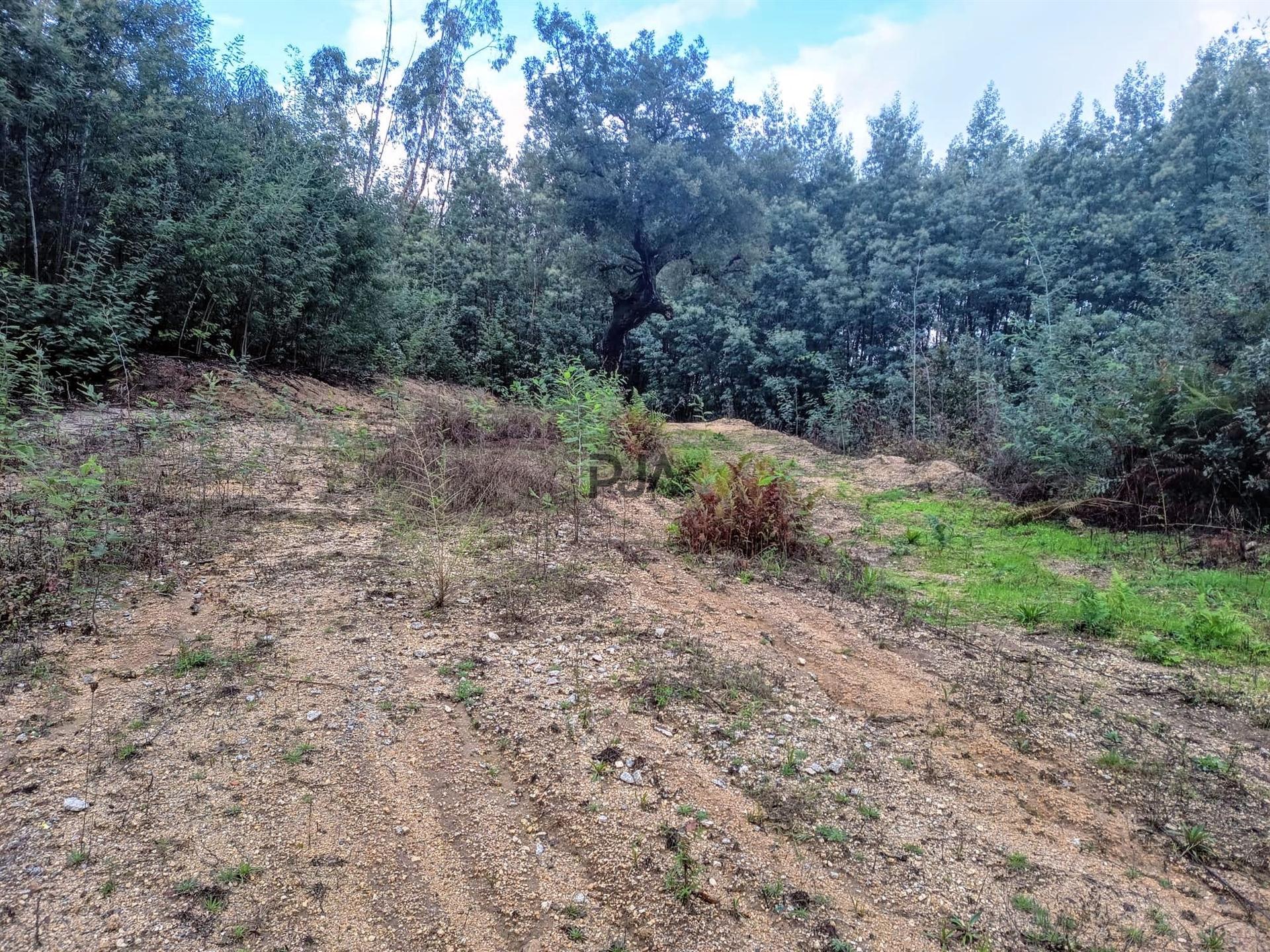 Terreno Misto  Venda em Treixedo e Nagozela,Santa Comba Dão