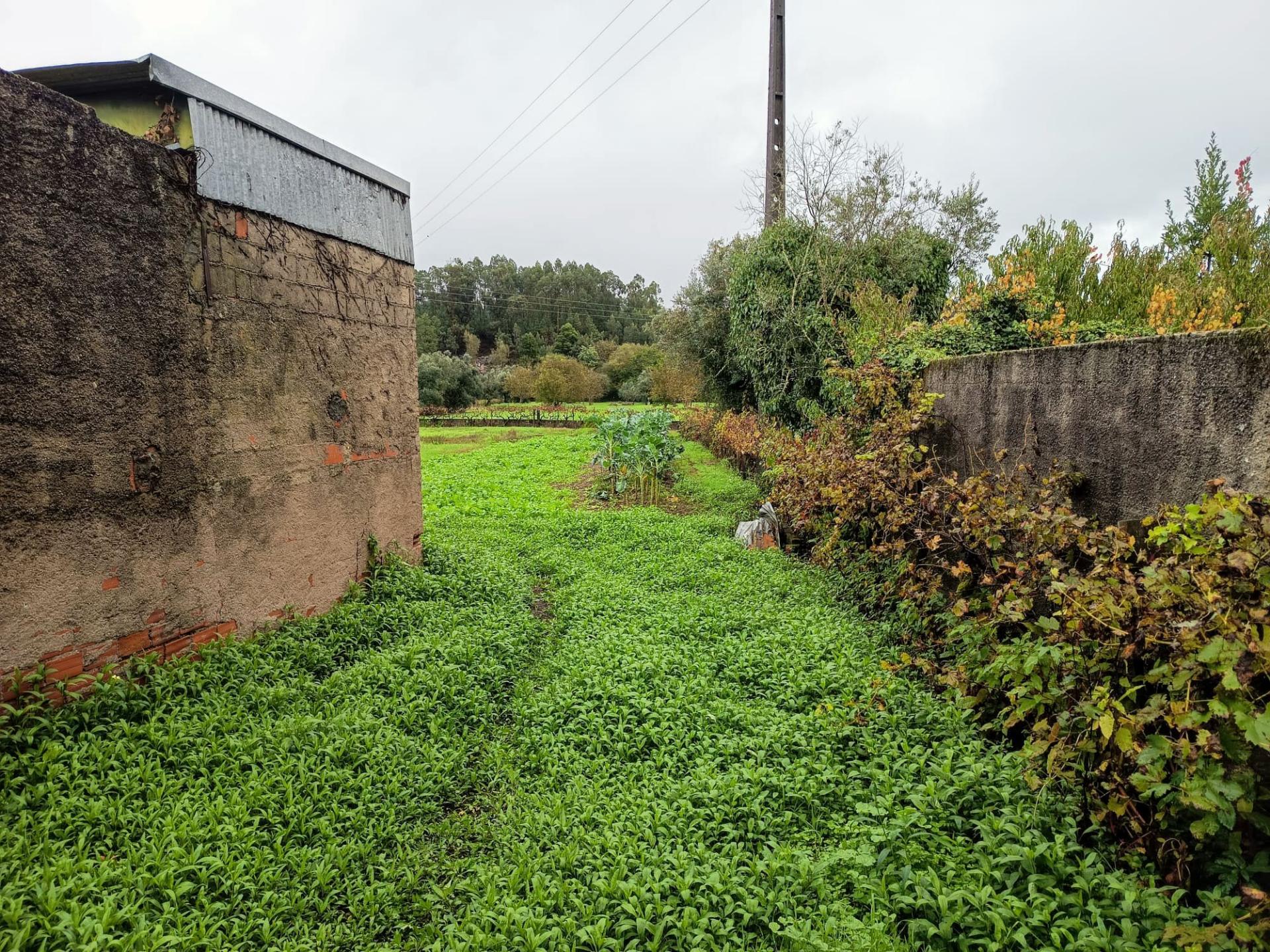 Terreno Rústico em Vila Meã, Mortágua