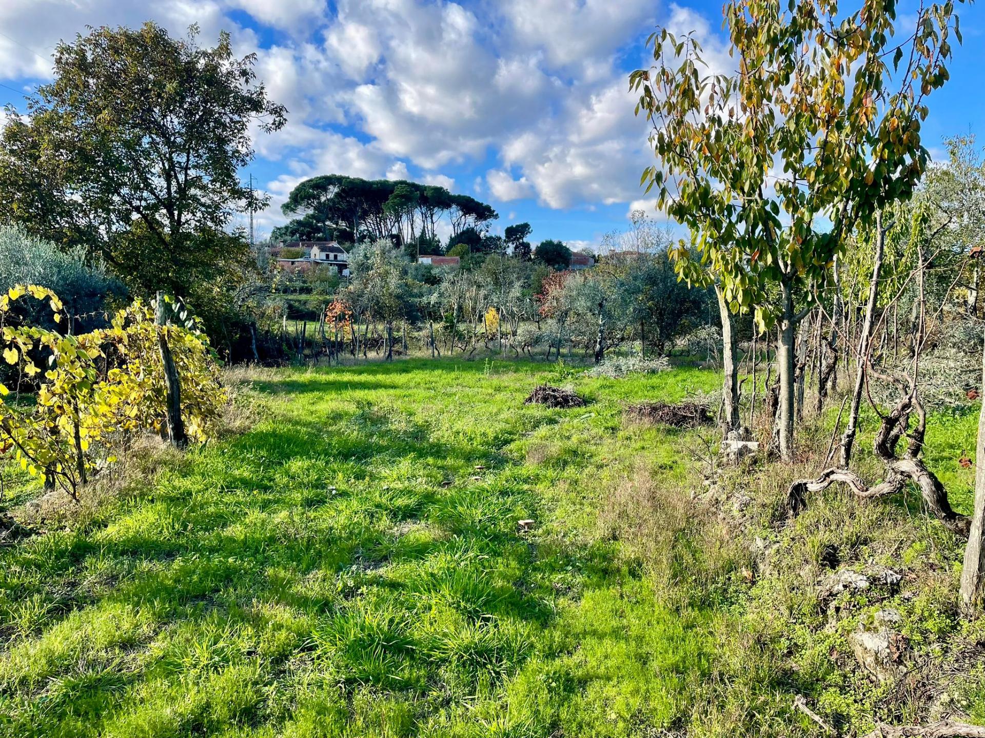 Terreno em Lageosa do Dão, Tondela