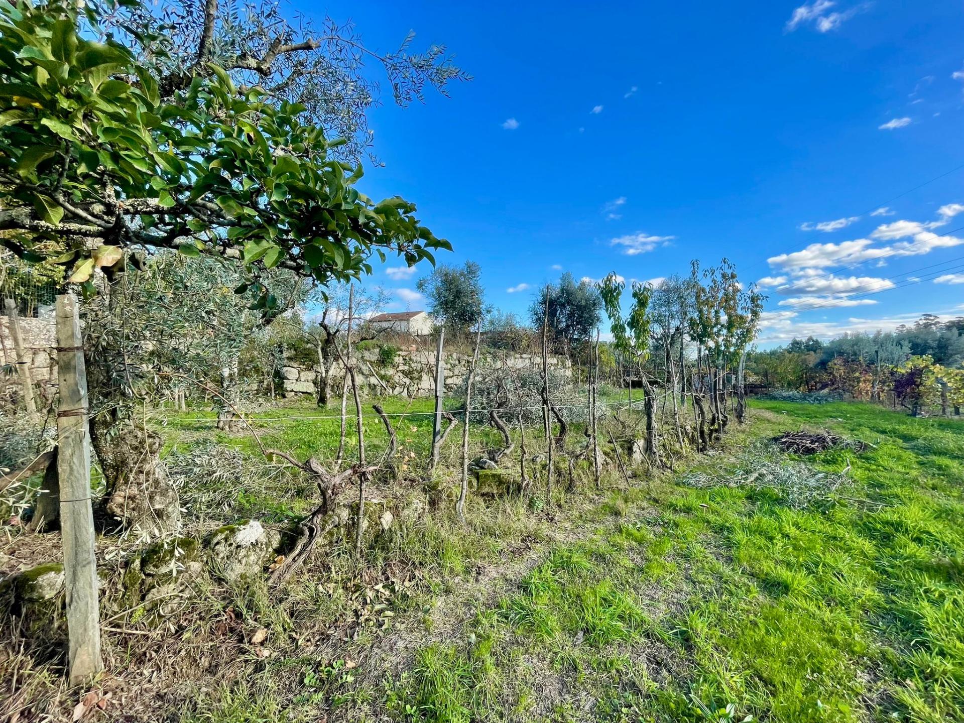 Terreno em Lageosa do Dão, Tondela