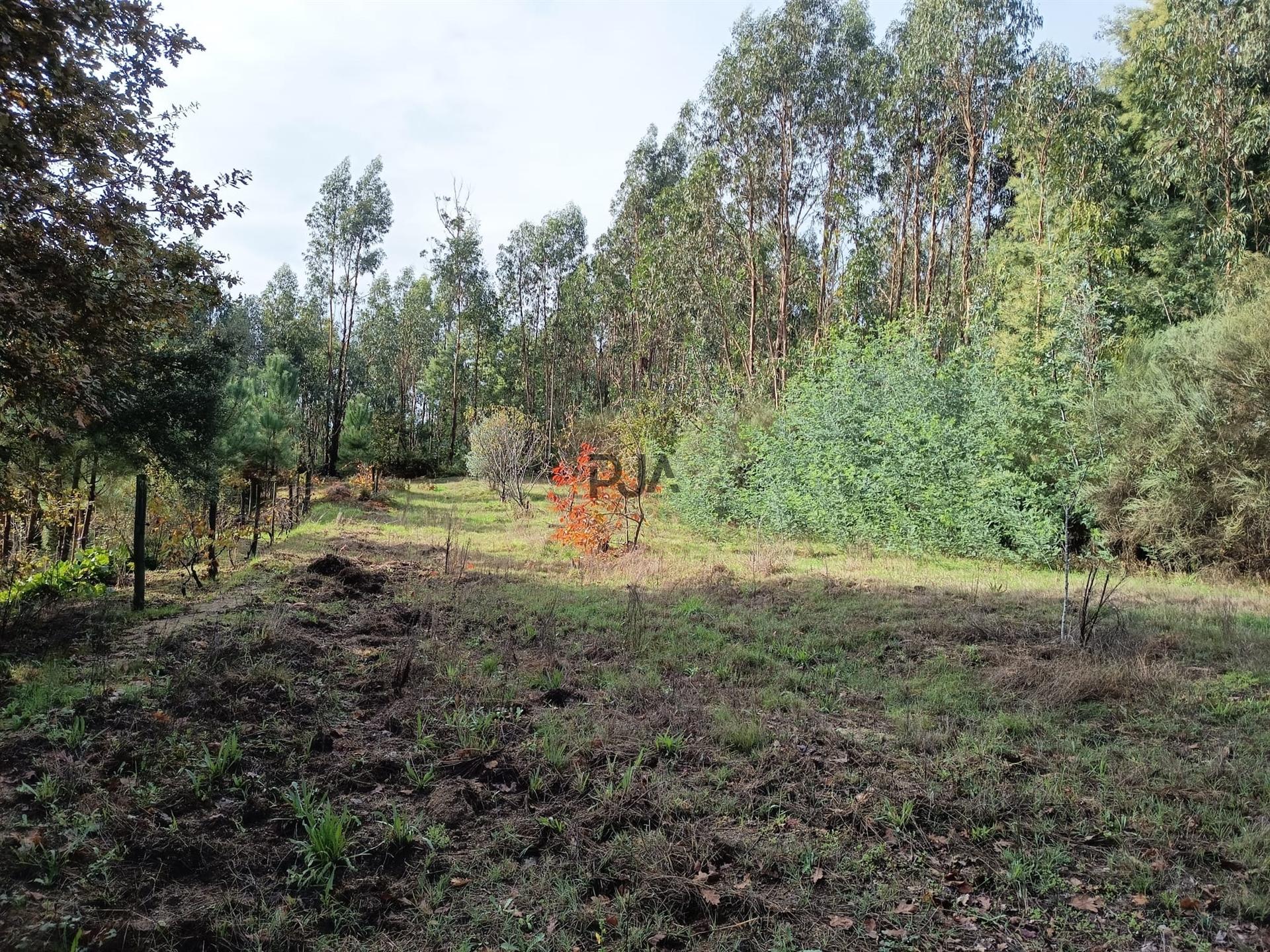 Terreno Rústico em Treixedo, Santa Comba Dão