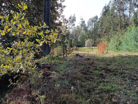 Terreno Rústico em Treixedo, Santa Comba Dão