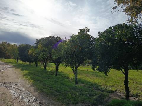 Terreno Rústico em Treixedo, Santa Comba Dão