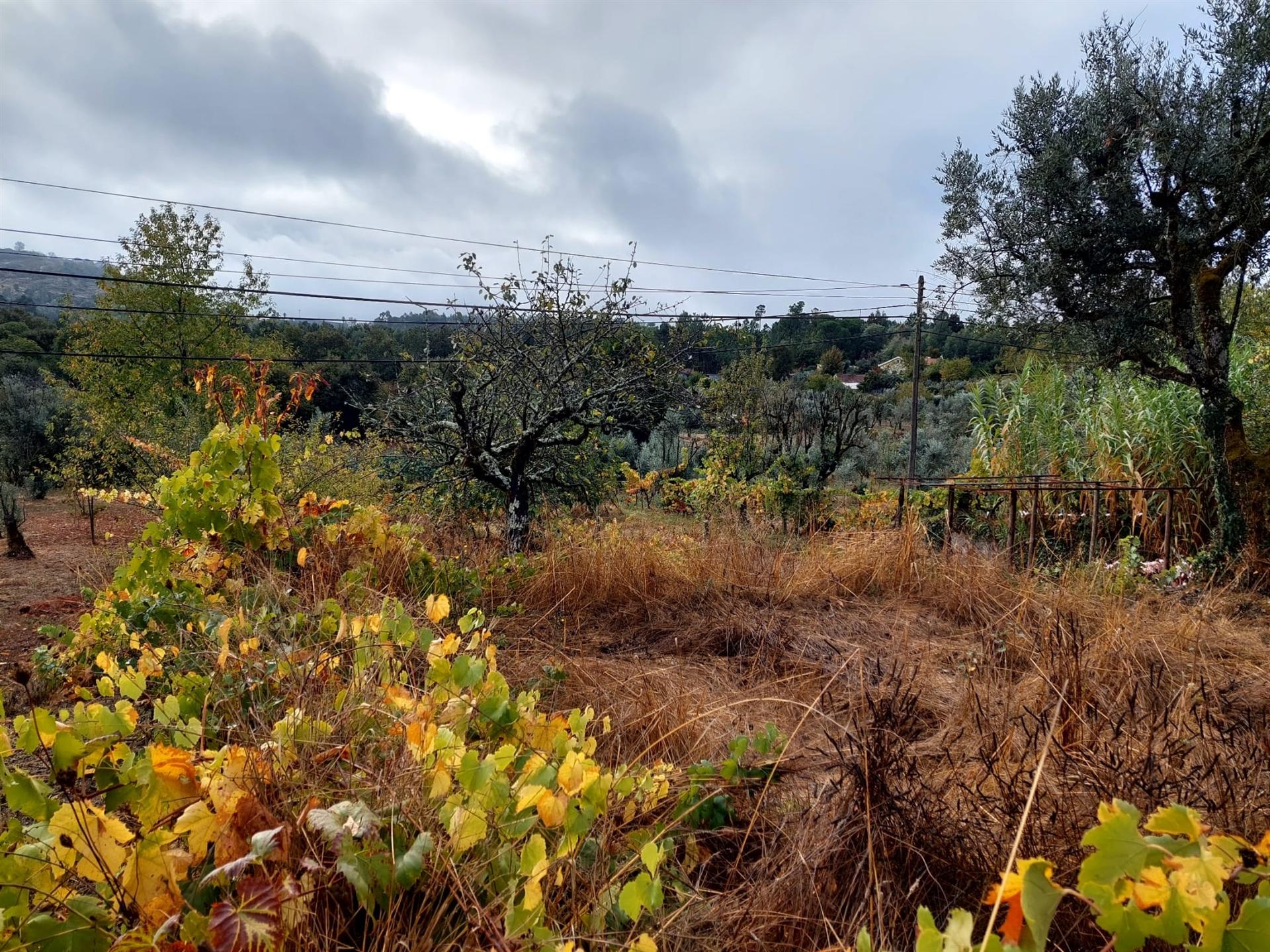 Terreno Rútico  em Santo André, Mangualde