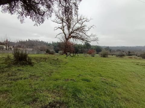 Terreno com Viabilidade de Construção em Mata, Tondela