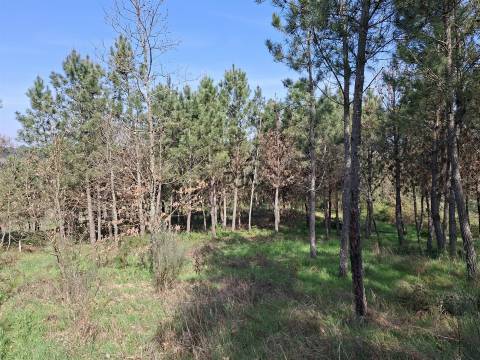 Terreno Para Construção  Venda em Algodres,Fornos de Algodres
