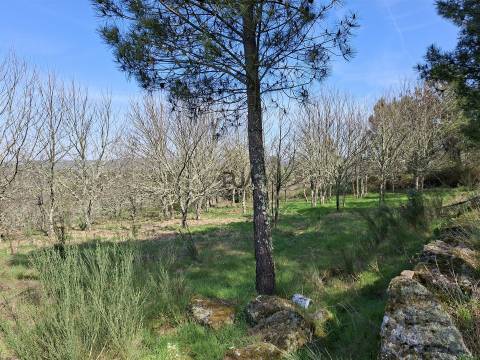 Terreno Para Construção  Venda em Algodres,Fornos de Algodres