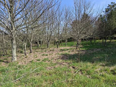 Terreno Para Construção  Venda em Algodres,Fornos de Algodres