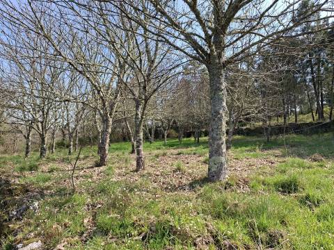 Terreno Para Construção  Venda em Algodres,Fornos de Algodres