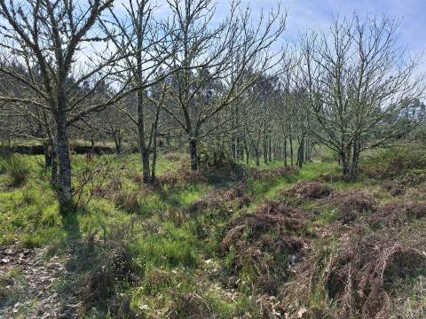 Terreno Para Construção  Venda em Algodres,Fornos de Algodres