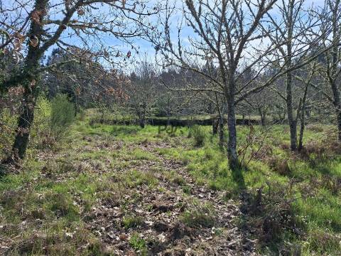 Terreno Para Construção  Venda em Algodres,Fornos de Algodres