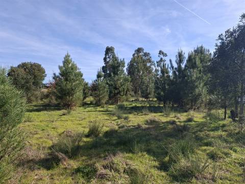 Quinta com 4,6Ha em Mangualde