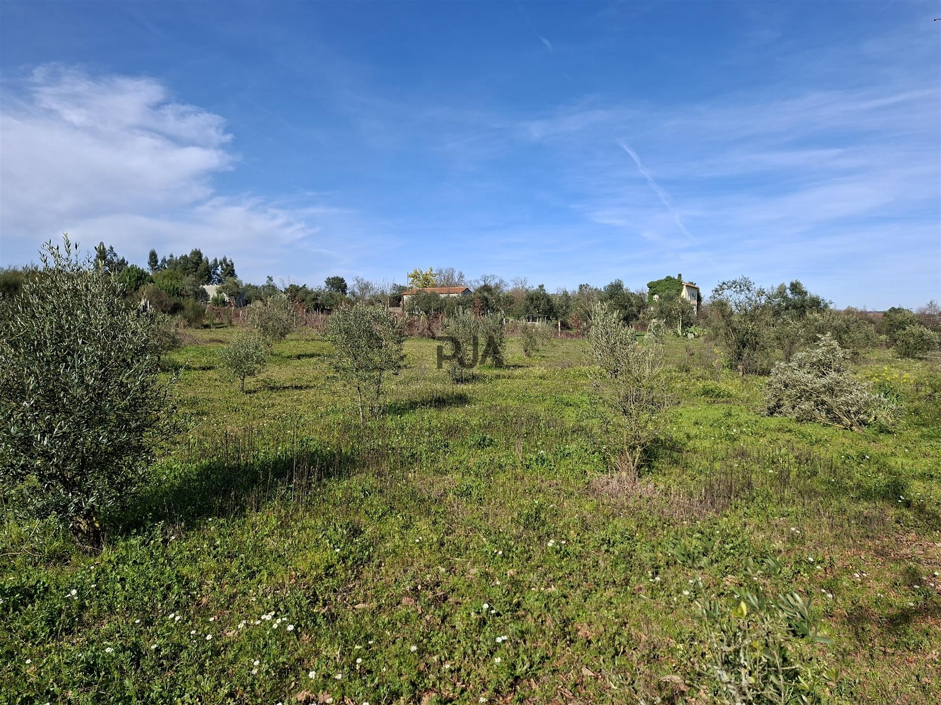 Quinta com 4,6Ha em Mangualde