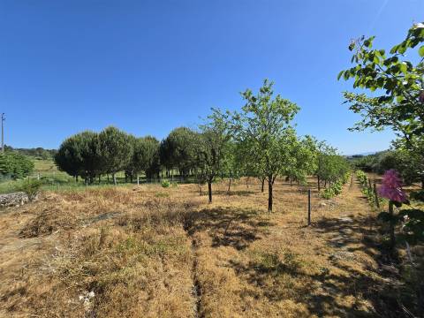 Quinta com cerca de 6.500 m² em Póvoa de Cervães, Mangualde
