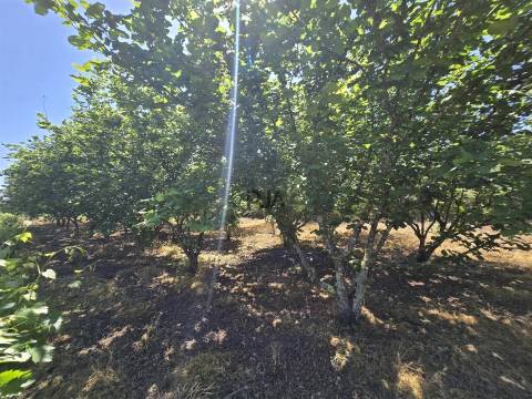 Quinta com cerca de 6.500 m² em Póvoa de Cervães, Mangualde