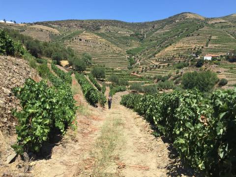 Quinta no Douro ao Pinhão