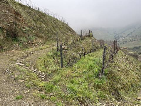 Quinta no Douro ao Pinhão