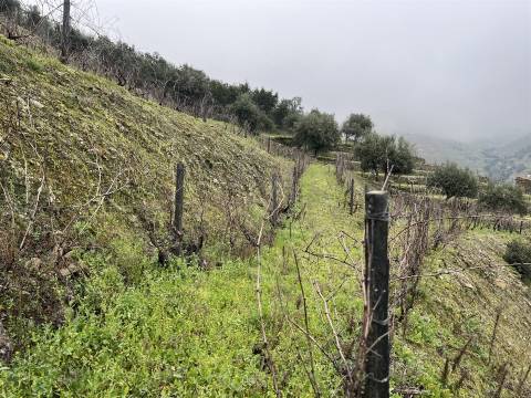 Quinta no Douro ao Pinhão