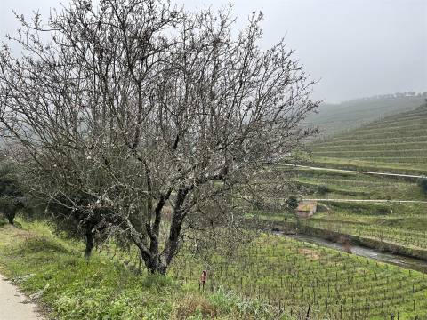 Quinta no Douro ao Pinhão