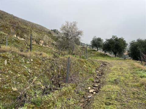 Quinta no Douro ao Pinhão