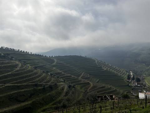 Quinta no Douro ao Pinhão