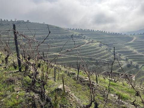 Quinta no Douro ao Pinhão