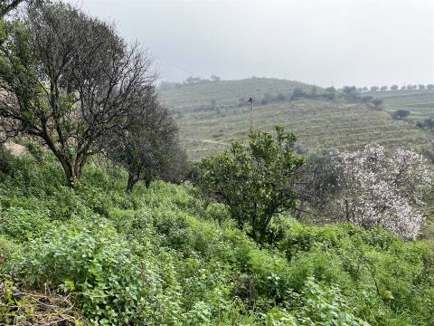 Quinta no Douro ao Pinhão