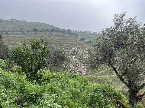 Quinta no Douro ao Pinhão