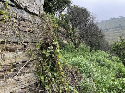 Quinta no Douro ao Pinhão