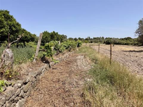 Terreno Rústico  Venda em Escalos de Cima e Lousa,Castelo Branco