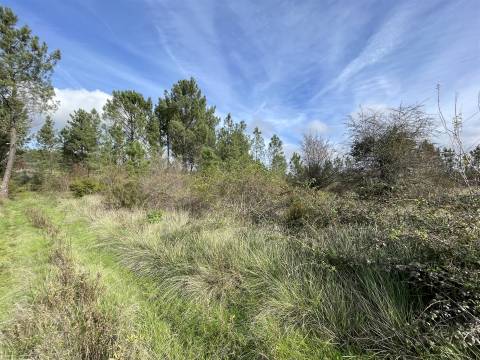 Terreno Rústico  Venda em Sarzedas,Castelo Branco