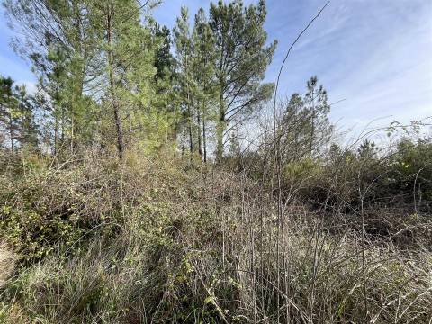 Terreno Rústico  Venda em Sarzedas,Castelo Branco